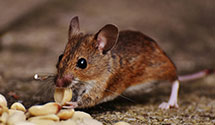 24 Hour & Emergency Exterminators in Natrona Hts, PA